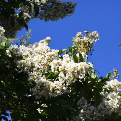  Crape Myrtle